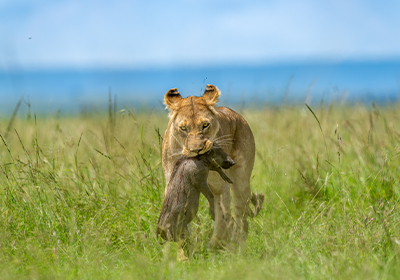 Mara River Crossing